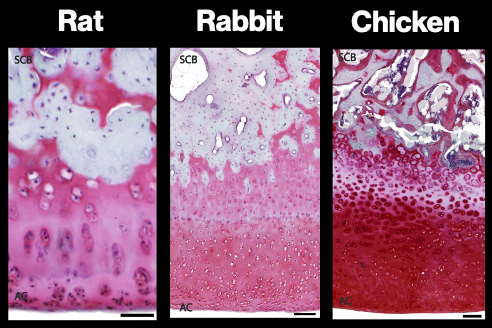 Animal Cartilage